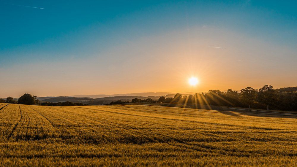 Grain field at sunset