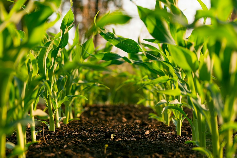 Young maize plants in dark soil